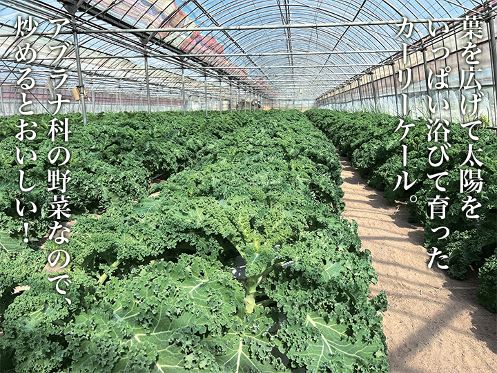 【ベジオタのひと皿】ケールを煮込む新定番！甘み溶け合う具沢山ズッパ（イタリア風スープ）_5