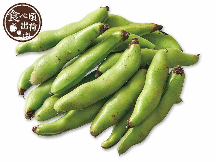 予約　そら豆　400G
