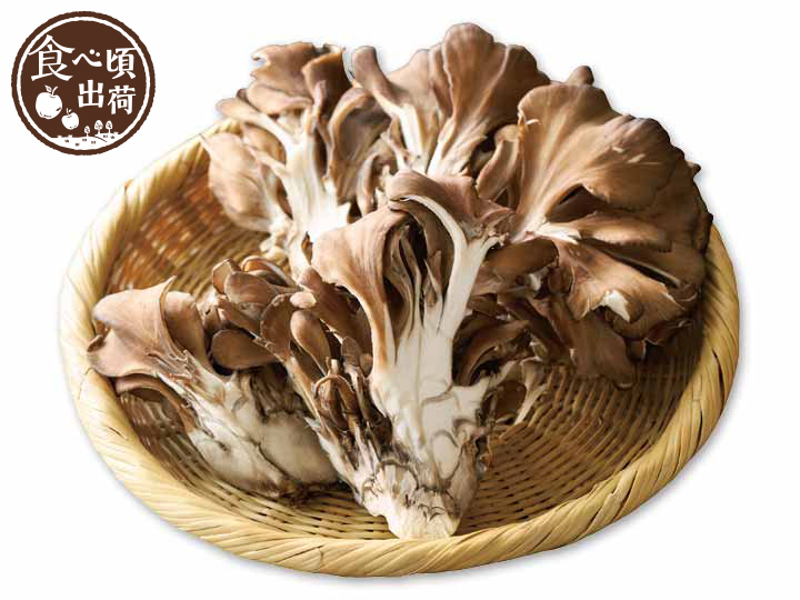 予約　原木まいたけ　150G