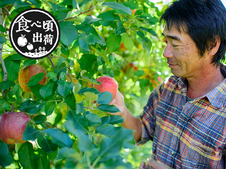 頒布会　りんご栽培の達人生産者　原さんの完熟りんご七会　700G