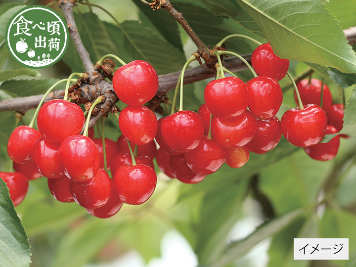 予約　山形のさくらんぼ（佐藤錦・紅秀峰）直送　400G