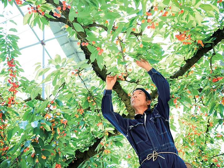 予約　山形のさくらんぼ（佐藤錦・紅秀峰）直送　800G_2