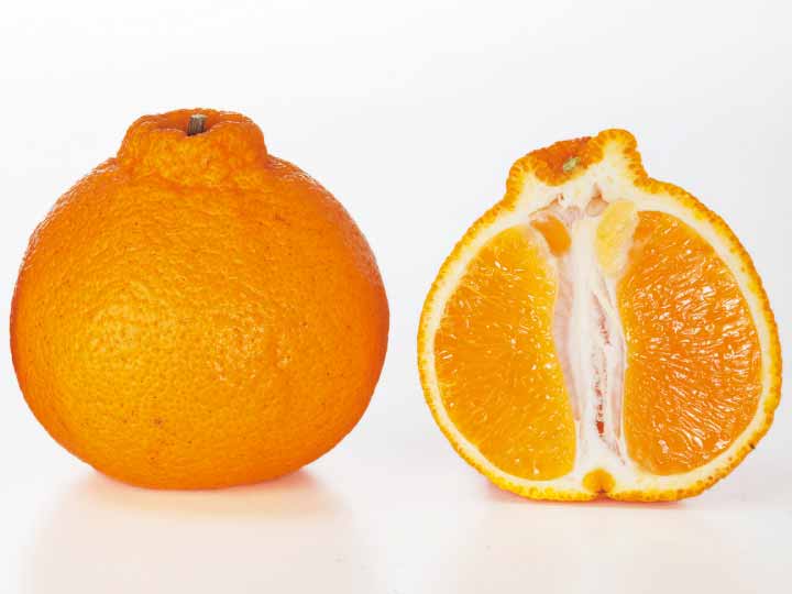 しらぬい（柑橘）　450G_2