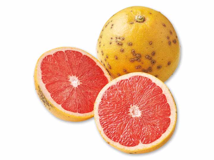 国産ルビーグレープフルーツ　600G