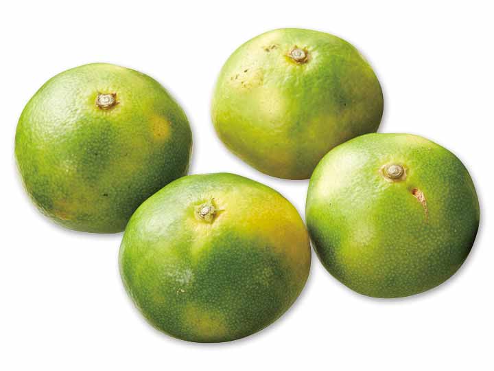 愛媛・無茶々園の極早生温州みかん　400G