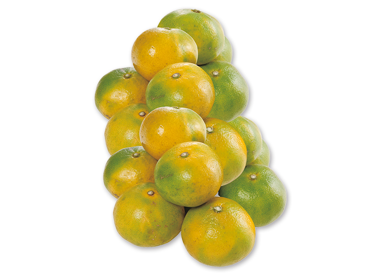 愛媛・無茶々園の極早生温州みかん　2KG