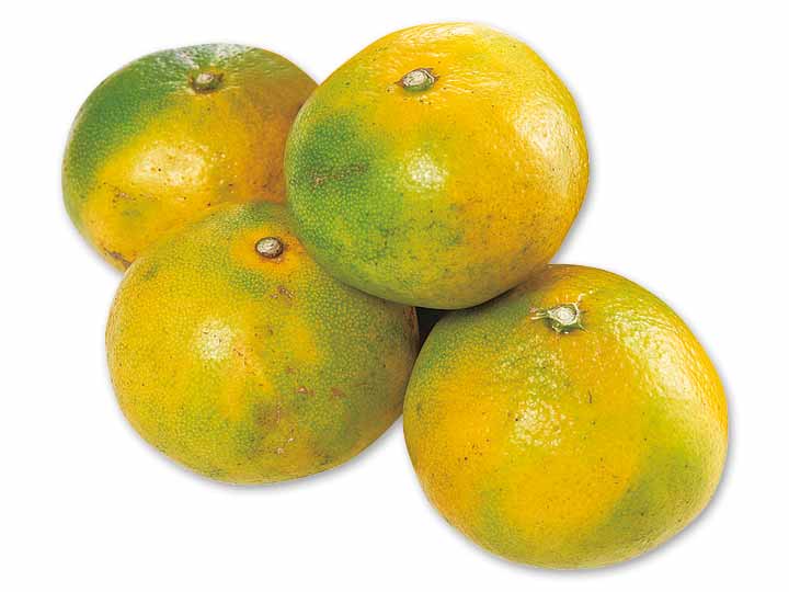 宮崎の陽射しが育てたみつばちみかん　350G