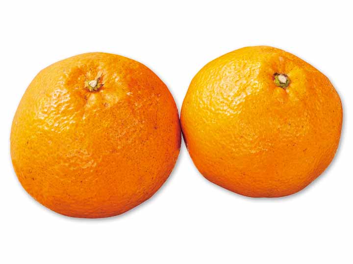 愛媛　無茶々園の伊予柑　450G