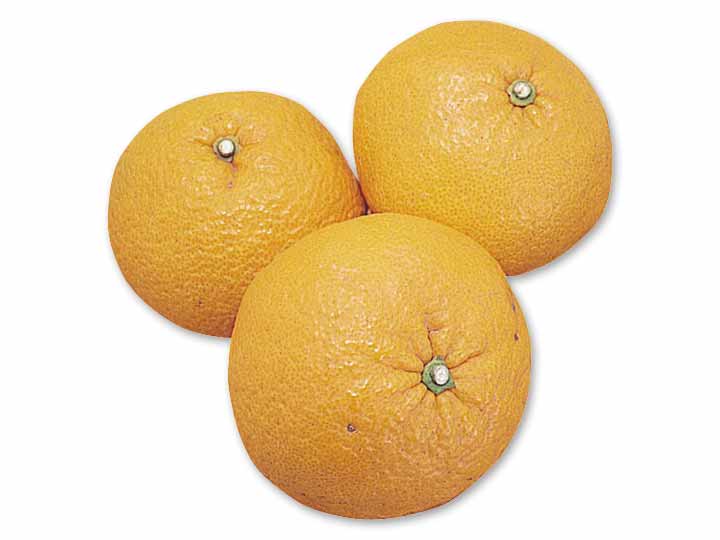 さわやか甘夏みかん　1.6KG