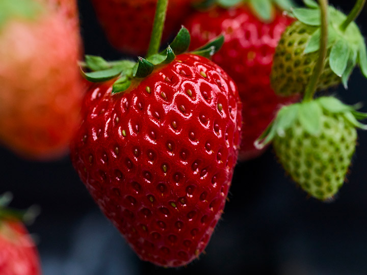 頒布会 こだわり農家のいちご食べ比べ_3