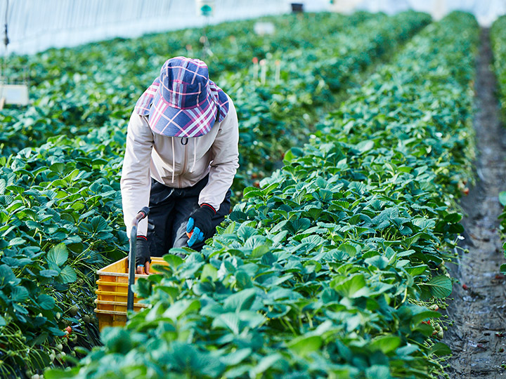 頒布会 こだわり農家のいちご食べ比べ_4