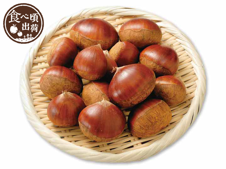 予約　高知の栗　400G