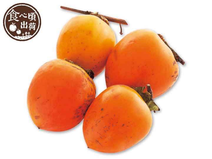 予約　干柿用・甲州百目柿　1KG箱