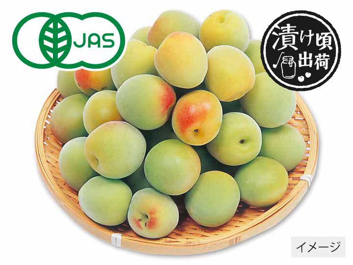 森そだち香り有機南高梅（梅干用）　1KG