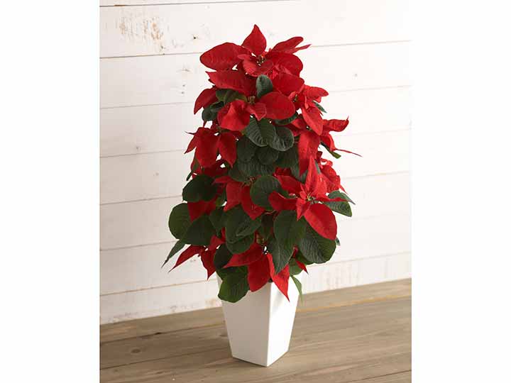 熊本県産ポインセチア ツリー仕立て 有機野菜や自然食品の購入は大地を守る会のお買い物サイト