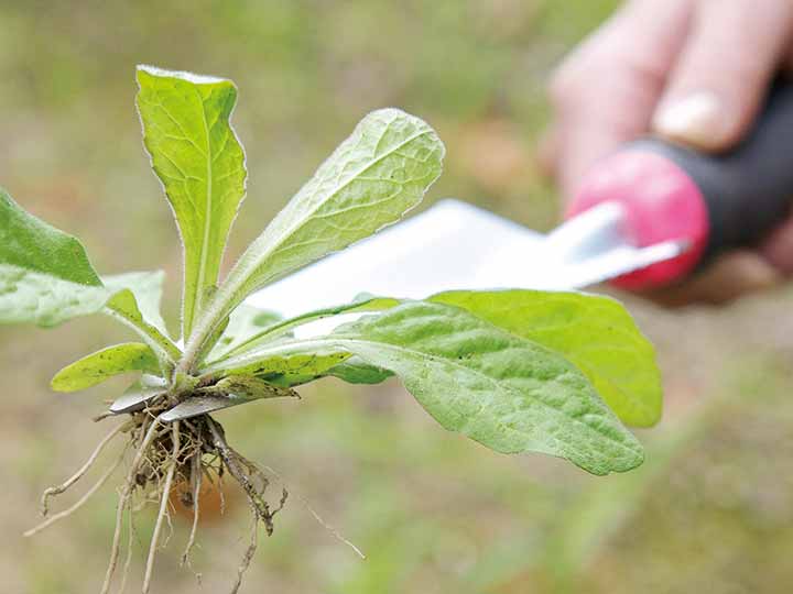 植替え職人　頑丈根切りスコップ_4