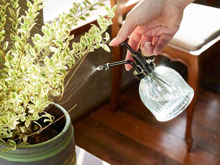 予約　Ｐｌａｎｔ　Ｓｐｒａｙ　Ｆｏｇｌｉａ（プラントスプレー・フォリア）_3