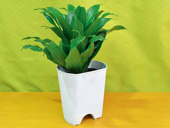 百花爛漫アーチＣｕｐ　5コセット_2