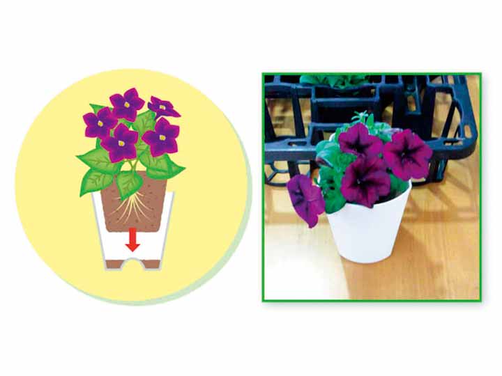 百花爛漫アーチＣｕｐ　5コセット_4
