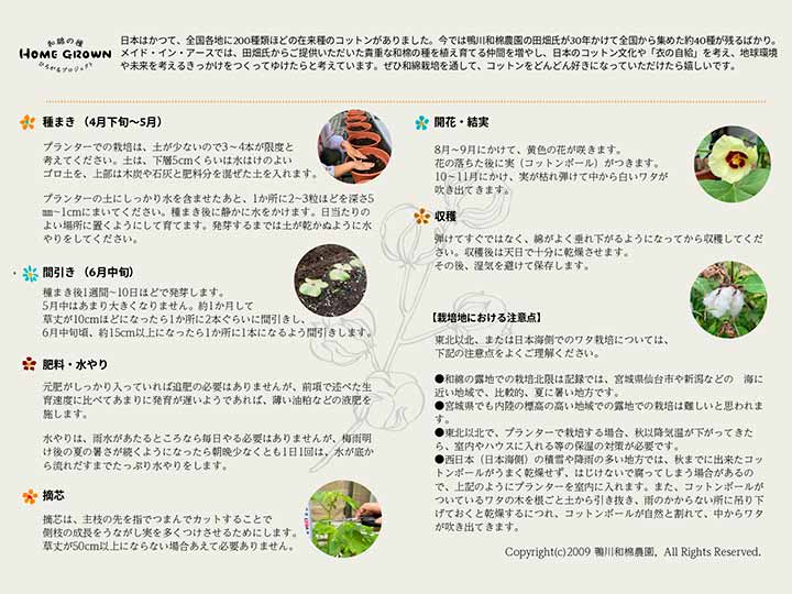 予約　和綿のたね_4