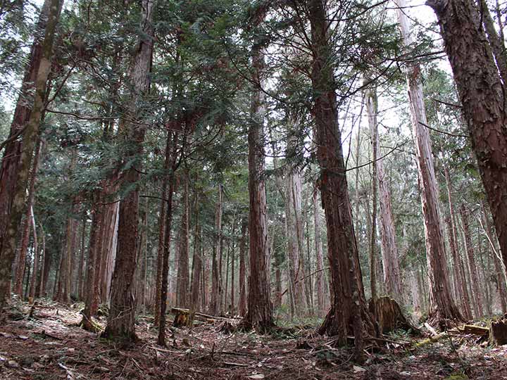 薬用入浴剤　森林湯浴木曽檜の香り_2