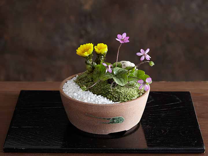 頒布会 季節の彩り てのひら盆栽 有機野菜や自然食品の購入は大地を守る会のお買い物サイト