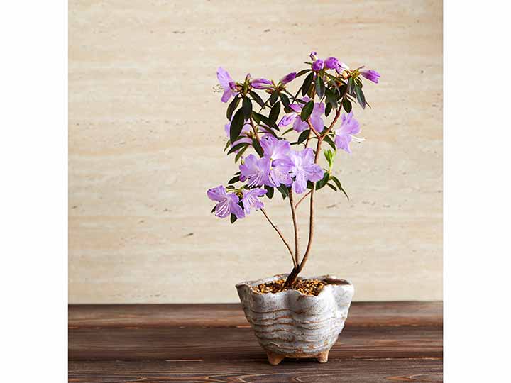 頒布会 季節の彩り てのひら盆栽 有機野菜や自然食品の購入は大地を守る会のお買い物サイト