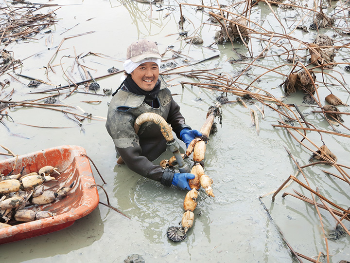 【無料プレゼント】加賀れんこん　270G_2