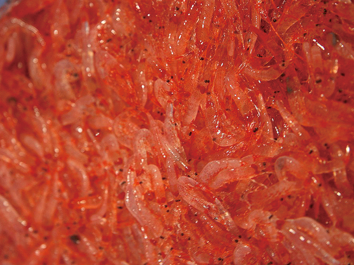 予約4/20週 紅白えびセット_2