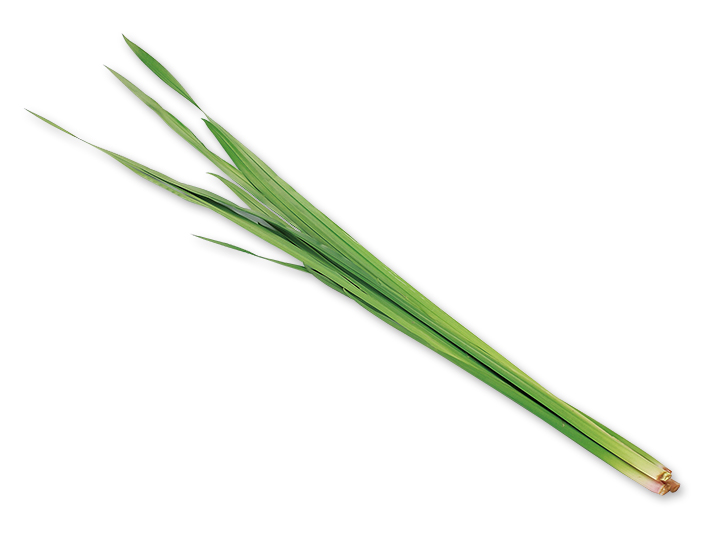 予約4／20週　しょうぶの葉　80G