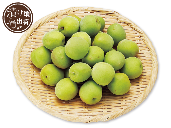 予約　森そだち香り青梅（梅酒・ジュース用）　1KG