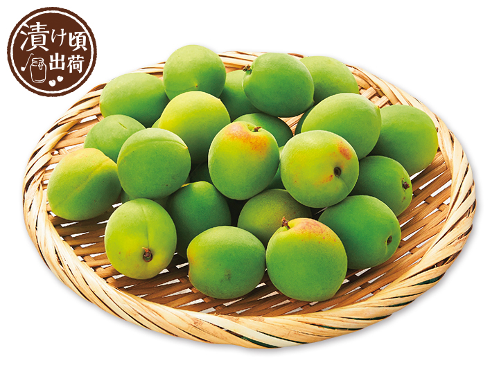 予約　森そだち香り青梅（梅酒・ジュース用）　500G