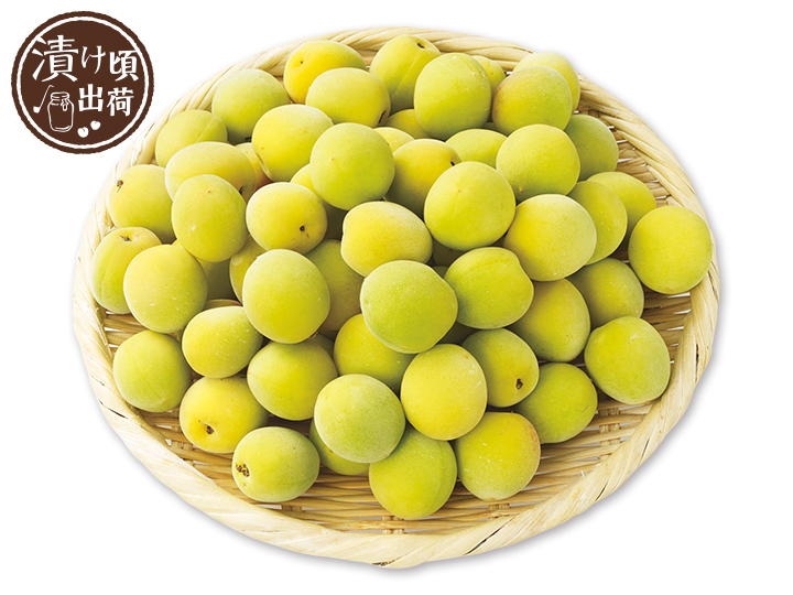 予約　森そだち香り南高梅（梅干用）　1KG