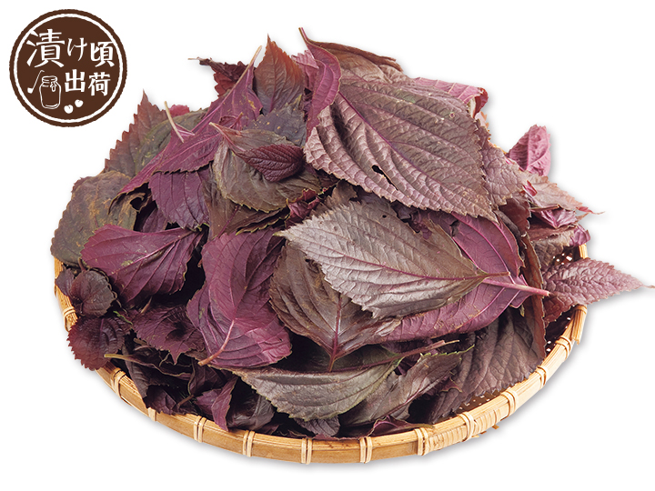 予約　赤じそ（栽培期間中節減対象農薬不使用）　300G