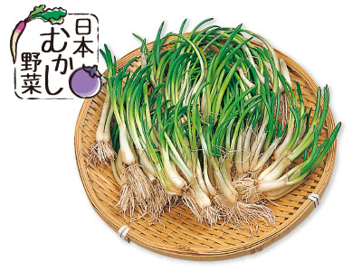 日本むかし野菜 月山のひろっこ 130G写真
