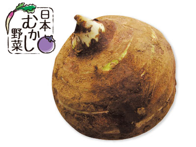 日本むかし野菜　唐の芋　1コ写真