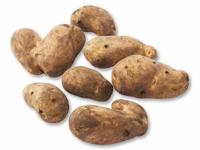 大地のもったいナイ金井さんのわけありメークイン　1KG写真