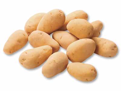 大地のもったいナイ金井さんの小さなメークイン　1KG写真