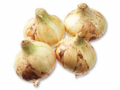 徳用九州の新玉ねぎ　1KG写真