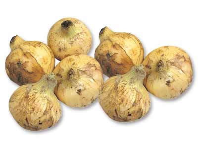 徳用九州の新玉ねぎ　1.5KG写真