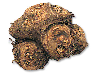 八つ頭いも　1コ写真