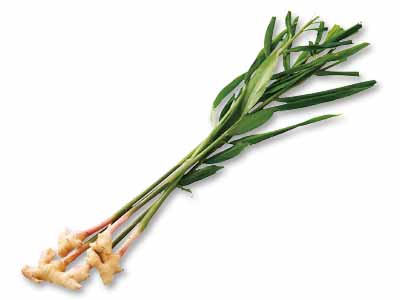 葉生姜　100G写真