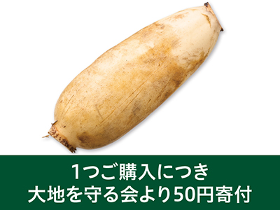 【熊本地震・寄付金付き】新れんこん（幸祝）　300G写真
