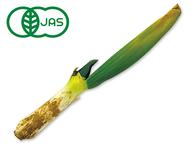 有機・吉田さんの下仁田ねぎ　250G写真