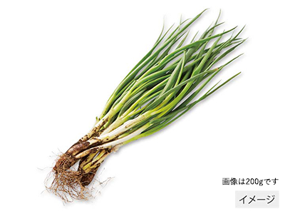 川越・吉沢重造さんのわけぎ　100G写真