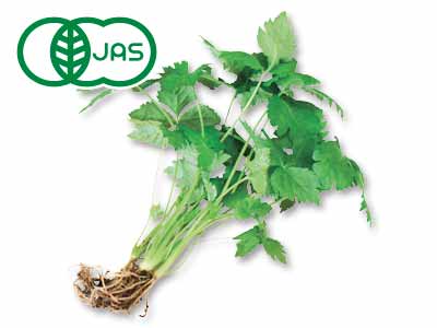 有機みつば　30G写真