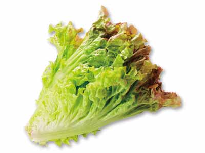 サニーレタス（栽培期間中節減対象農薬不使用）　1コ写真