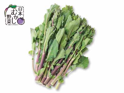 日本むかし野菜・のらぼう菜（栽培期間中節減対象農薬不使用）　200G写真