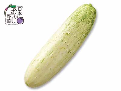 日本むかし野菜 高山きゅうり 350G写真
