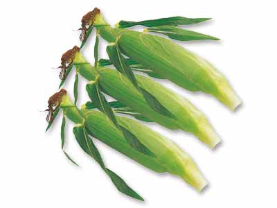 三河の潮風とうもろこし（栽培期間中節減対象農薬不使用）　3本写真